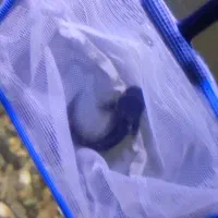 یک کت چوبی|ماهی|پاکدشت, پاکدشت (مامازند)|دیوار