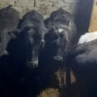 ۴ هارتا گوساله دوتا نر دوتا ماده