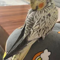 عروس هلندی دستی