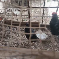 مرغ وخروس|حیوانات مزرعه|بندر کنگان, |دیوار