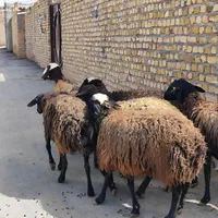 گوسفند قربانی