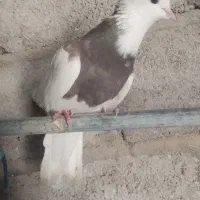 کبوتر ۲۵۰|پرنده|مهر, |دیوار