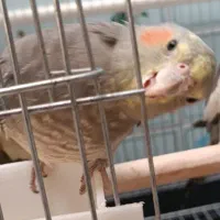 عروس هلندی سینامون ماده خال دار|پرنده|تاکستان, |دیوار