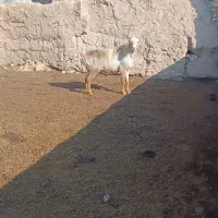 قوچ‌ افغان