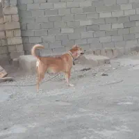 سگ سرابی ماده