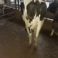 گاو|حیوانات مزرعه|بندر گز, |دیوار