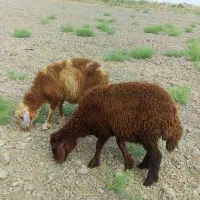 ۲ راس بره افشاری پرخور و خوش خوراک