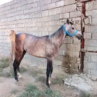 اسب نریون 2 سر عرب وارداتی|اسب و تجهیزات اسب‌سواری|اصفهان, آزادگان|دیوار