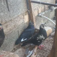 کبوتر زاغ ذات دار