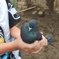 کبوتر|پرنده|گرمی, |دیوار