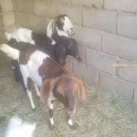 دو عدد گیسیه جمل زا بسیار عال