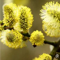 عرق بیدمشک اصل