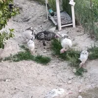 بوقلمون