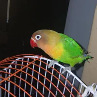 برزیلی فیشر ۵ماهه|پرنده|تهران, دانشگاه شریف|دیوار