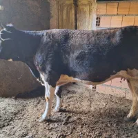 تلیسه از یک ماه ابستن تا ۶ ماه|حیوانات مزرعه|شیروان (خراسان), |دیوار