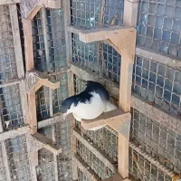 کبوتر چپ ماده