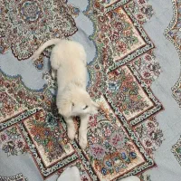 سگ پا کوتاه