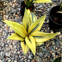 گلخانه  پرنده بهشتی