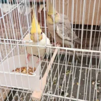 جفت عروس هلندی با تخم و جوجه