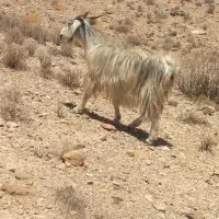 30عدد بز ابست 30روز دیگه میزاین|حیوانات مزرعه|کرمان, |دیوار