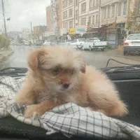 سگ پامرانین