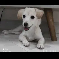 سگ پاکوتا ۶ ماهه نر اشپیتز سالم