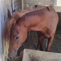 اسب