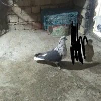 کفتر کلاغی دم سفید