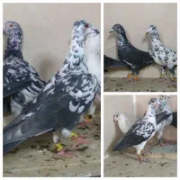 10کفترسوسکی بزک وسارنرهوایی