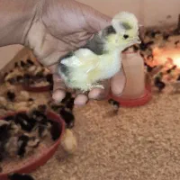 جوجه مرغ خروس کاکلی و گردن لخت یک روزه