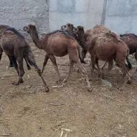 10نفر حاشی شتر|حیوانات مزرعه|جوین, |دیوار