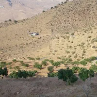 فروش یا معاوضه ملک انجیر