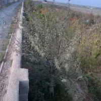 باغچه ۳۵۰ متری ۵۰۰متری|فروش زمین و ملک کلنگی|رامجین, |دیوار