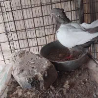 کفتر|پرنده|فولادشهر, B2|دیوار