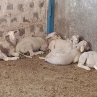میش و بره و غوچ لاکن