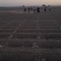 کارگر گوشه بندی کشاورزی