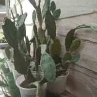 تعداد ۱۴ گلدون کاکتوس.معاوضه میشود