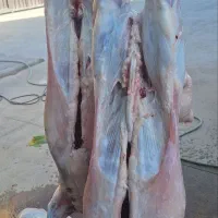 خدمات قصابی مراسمات شما|خدمات پذیرایی، مراسم|نظرآباد, نجم آباد|دیوار