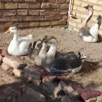 قوغاز|حیوانات مزرعه|قزوین, |دیوار