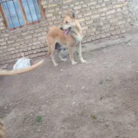 سگ ماده سرابی باتوله نر۲روزه به فروش میرسد