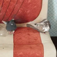 چهار عدد کفتر|پرنده|فیروزآباد (فارس), |دیوار