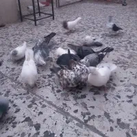 کبوتر|پرنده|اردبیل, |دیوار