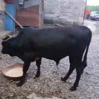 ورزکوله..دورگ..چاق و چله خوشتیپ