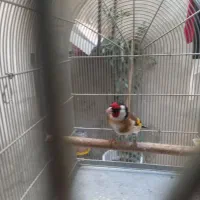 سهره درجه یک ۲۰ روز قفس