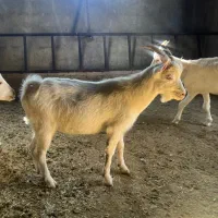 بسیار خوب و سالم