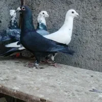 کفتر بوم|پرنده|کاشمر, |دیوار