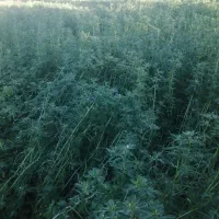 شنبله علف یونجه|لوازم جانبی حیوانات|خوی, |دیوار