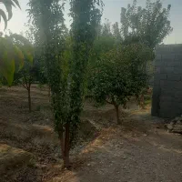 باغ چهار دیواری|فروش خانه و ویلا|اصفهان, ارداجی|دیوار