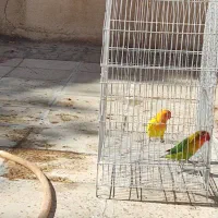 گمشده طوطی برزیلی|حیوانات|الوند, |دیوار