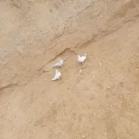 کبوتر گمشده